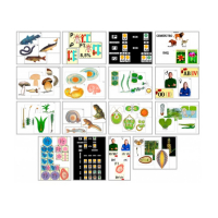 Комплект моделей-аппликаций демонстрационный - «globural.ru» - Пермь