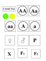 Модель-аппликация Моногибридное скрещивание и его цитологические основы - «globural.ru» - Пермь