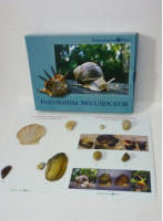 Коллекция "Раковины моллюсков" (вариант 2) - «globural.ru» - Пермь