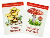 Раздаточные карточки "Грибы съедобные и не съедобные" - «globural.ru» - Пермь