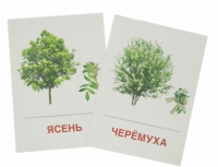 Раздаточные карточки "Деревья и кустарники" - «globural.ru» - Пермь