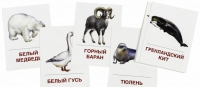 Раздаточные карточки "Животные холодных широт" - «globural.ru» - Пермь