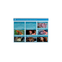 Стенд-планшет светодинамический "Изучение типических патологических процессов в организмах животных" - «globural.ru» - Пермь