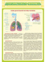 Стенд "Дыхательная система" - «globural.ru» - Пермь