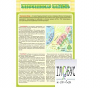 Стенд "Биосинтез белка" - «globural.ru» - Пермь