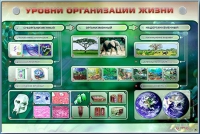 Электрифицированный стенд "Уровни организации жизни" - «globural.ru» - Пермь