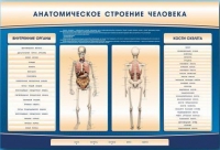 Электрифицированный стенд-тренажер c макетом скелета "Анатомическое строение человека" - «globural.ru» - Пермь