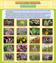 Стенд "Красная книга - растения" - «globural.ru» - Пермь