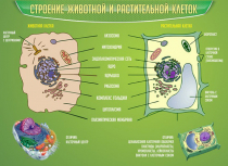 Стенд "Строение животной и растительной клеток" - «globural.ru» - Пермь
