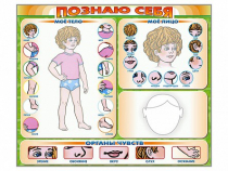 Стенд маркерный "Познаю себя" (тело, голова, органы чувств) - «globural.ru» - Пермь