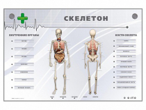 Электрифицированный стенд-тренажер "Скелетон" - «globural.ru» - Пермь