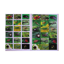 Английское лото "Насекомые" - «globural.ru» - Пермь