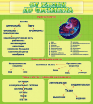 Стенд "От клетки до организма" - «globural.ru» - Пермь
