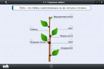 Интерактивные курсы. Биология 6 класс. Расширенный - «globural.ru» - Пермь