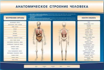 Электрифицированный стенд-тренажер c макетом скелета "Анатомическое строение человека" - «globural.ru» - Пермь