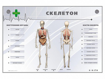 Электрифицированный стенд-тренажер "Скелетон" - «globural.ru» - Пермь