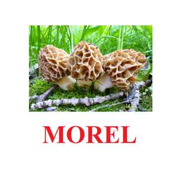 "Mushrooms" ("Грибы") английские карточки Домана - «globural.ru» - Пермь