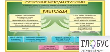 Стенд "Методы селекции и биотехнологии" - «globural.ru» - Пермь