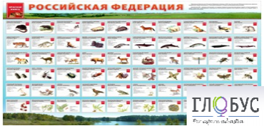 Стенд "Красная книга РФ" - «globural.ru» - Пермь
