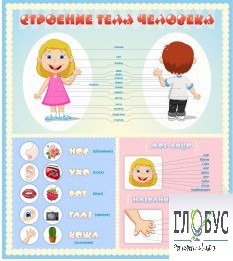 Стенд "Строение человека" для детей - «globural.ru» - Пермь