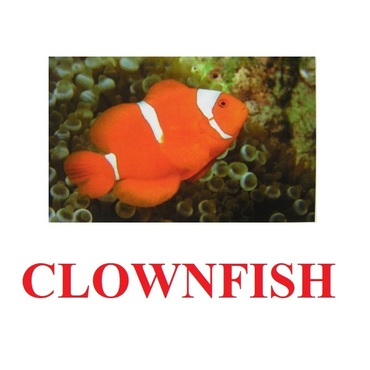 "Fish" ("Рыбы") английские карточки Домана - «globural.ru» - Пермь